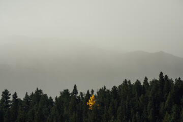 Lone Yellow Aspen Tree in Forest