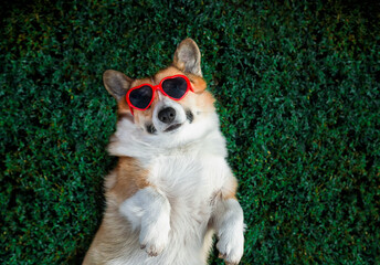 cute and funny corgi puppy lies on the green grass in the summer garden with sunglasses and smiles pretty