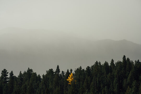 Lone Yellow Aspen Tree in Forest