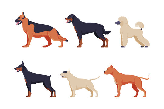 Dogs of different breeds set. Side view of purebred pet animals, german shepherd, poodle, doberman cartoon vector illustration