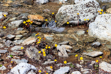 Coltsfoot flowers (Tussilago farfara) by a brook