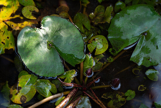 Fototapeta lotus leaves in water
