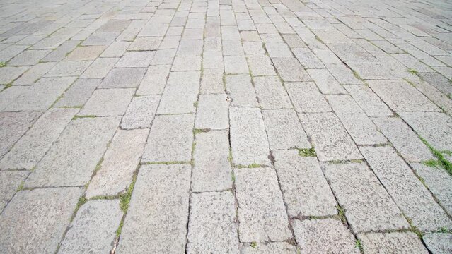 Old grey slabs of city pavement with tiny green grass sprouting through narrow crevices as background Venice Italy extreme closeup