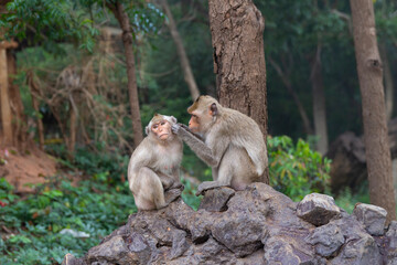 Two monkeys are looking for lice for each other on a rock in the forest.