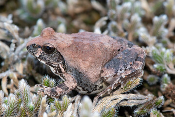 Natal sand frog (Tomopterna natalensis) 