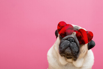 Beige cute pug dog in red heart-shaped glasses on a pink background. Valentine's day concept. Symbol of love and romance. Copy space - obrazy, fototapety, plakaty