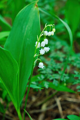 green glade of lily of the valley flowers in the spring forest. White may-lily flower on clearing in the woods among the green leaves.