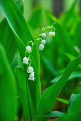 Fototapeta premium Lily of the valley Convallaria majalis, blooming in the spring forest