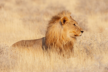Profile portrait of a lion in Etosha National Park, Namibia. African safari