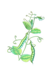 Drawing of green peas in pods. High quality photo