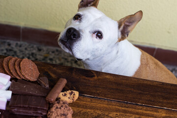 Dog and dangerous food to him