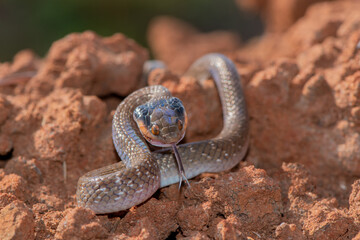 Red-lipped herald Snake (Crotaphopeltis hotamboeia)