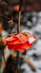 Zmarznięta czerwona róża podczas zimy w polsce