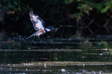 belted kingfisher (Megaceryle alcyon) in flight