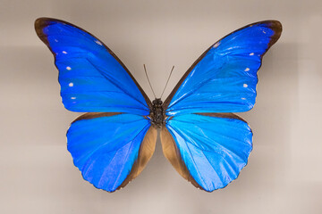 Fototapeta na wymiar Morpho rhetenor, the Rhetenor blue morpho butterfly