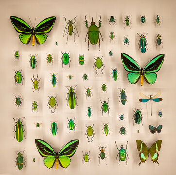 Green insects collection