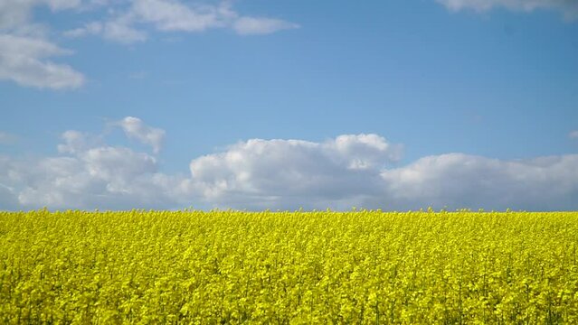The rapeseed flower.The Sinapis arvensis detail of Diplotaxis flowering rapeseed canola or colza in latin Brassica Napus, plant for green energy and oil industry, rape seed on green grass background