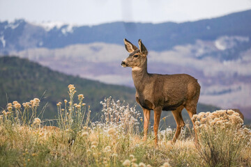 An alert doe mule deer keeps watch in Ridgway, Colorado with the mountains in the background © Roy Wilhelm