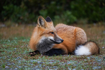 red fox vulpes