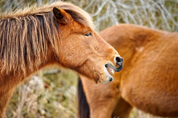 Fototapeta premium wild pony on Assateague Island
