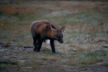 cross fox vulpes