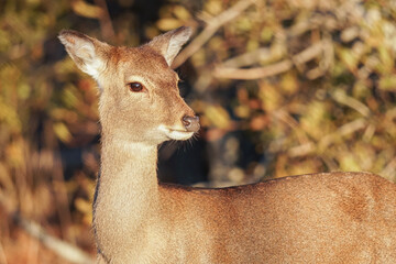 Closeup of a sika deer in the warm morning sun with trees in the background