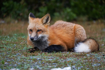 red fox vulpes