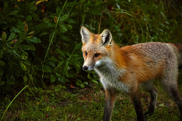 red fox vulpes