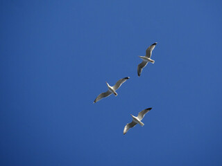 trois mouettes en vol