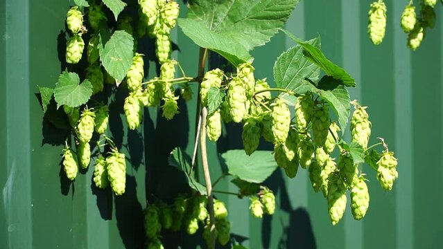 Humulus. Green hop. Green fresh hop cones for making beer and bread. Hop bush on the fence. Raw humulus