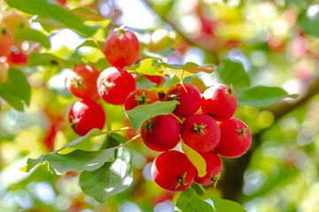 red crab apples on a branch