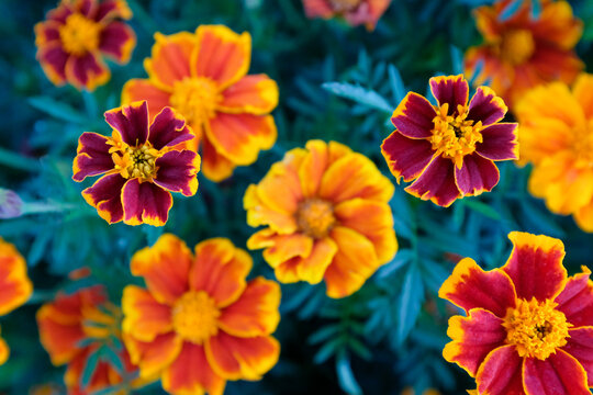 Yellow and orange marigold flowers. Landscape from french marigolds for publication, poster, calendar, post, screensaver, wallpaper, postcard, banner, cover, website. High quality photo