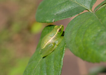 Water Lily Reed frog (Hyperolius pusillus)