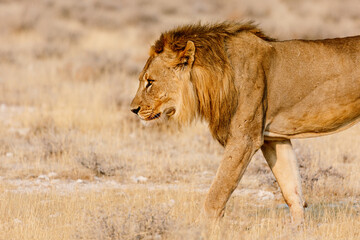 A mighty lion walks in Etosha National Park, Namibia.A trip to Africa. African safari