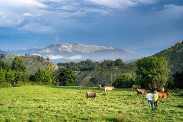 Tourists watching cows eating grass in Picos de Europa mountains