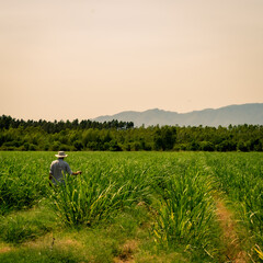 farmer with white hat working in a sugar cane field