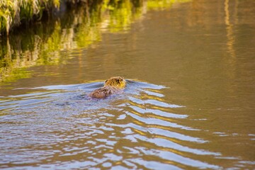 泳ぐヌートリア