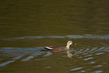 泳ぐカモ