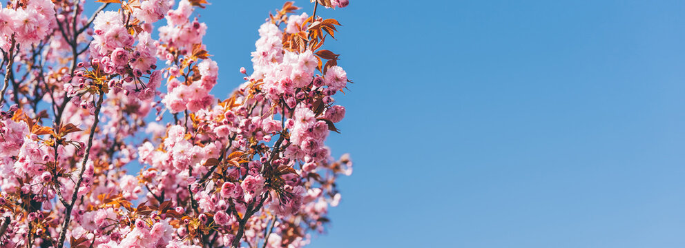 Beautiful sakura blossoms during spring season in the park. Flora pattern texture. Long banner