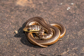 Short-snouted Grass Snake (Psammophis brevirostris)