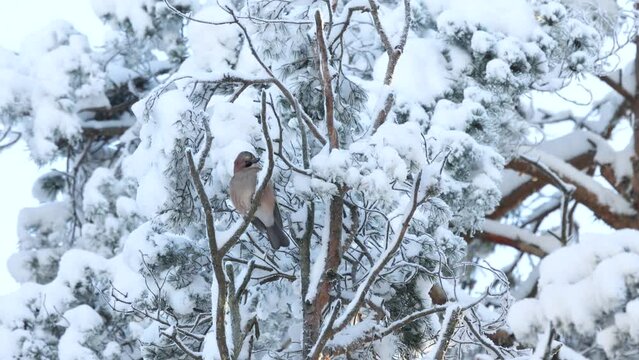 A watchful Eurasian jay perched on a snowy and frosty Pine branch on a cold winter day in Estonia, Northern Europe	