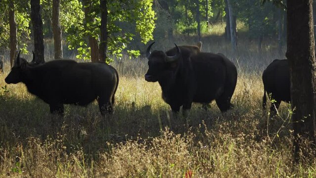 An amazing close up of huge indian gaurs in the wild