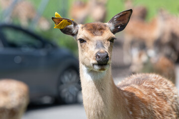 Persian fallow deer (dama mesopotamica)