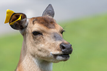 Head shot of a Persian fallow deer (dama mesopotamica)