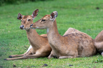 A group of Persian fallow deer (dama mesopotamica) sitting on the ground