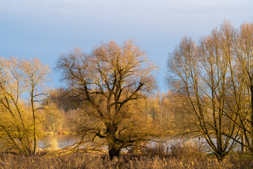 Fototapeta na wymiar Naturschutzgebiet an der Donau im Winter