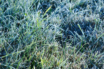 Frozen green grass. First frost. Nature landscape details. Morning cold fresh. Close-up lawn. Late autumn. Spring warming. Weather forecast background. Natural texture. Concept of changing seasons