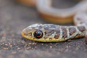 Short-snouted Grass Snake (Psammophis brevirostris)