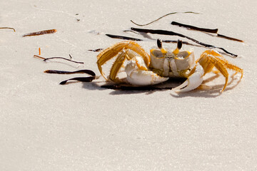 Sandy Crab at the Beach