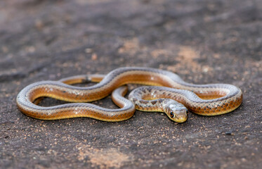 Short-snouted Grass Snake (Psammophis brevirostris)